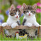 Ravensburger puzzel katten - 3x49 stukjes - kinderpuzzel