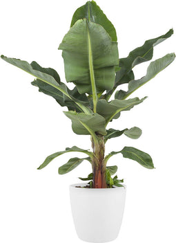 Musa bananenplant met Elho Brussels Round pot White – ↨ 80 cm – ⌀ 24 cm