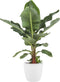 Musa bananenplant met Elho Brussels Round pot White – ↨ 80 cm – ⌀ 24 cm