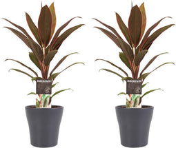 Decorum Duo 2x Cordyline Rumba met Anna grey – ↨ 40cm – ⌀ 12cm