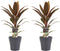 Decorum Duo 2x Cordyline Rumba met Anna grey – ↨ 40cm – ⌀ 12cm