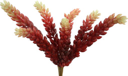 Succulent Plant Sedumpluk - PTMD - Rood En Geel