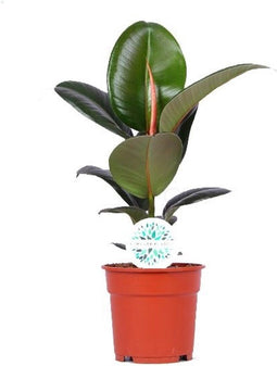 Ficus Elastica Robusta ↨ 55cm - hoge kwaliteit planten