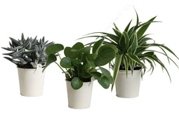 Mini Green | Trio Eden Collection ® in zomers zink (creme)