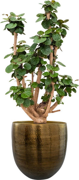 Ter Steege Bloempot Metaal Brons-Goud D 30 cm H 28 cm Opening 25.5 cm