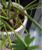 Capi Europe - Vaas elegant laag Groove NL - 34x46 - Ivoor - Opening Ø27 - Bloempot voor binnen en buiten - Levenslang garantie - Breukbestendig - 100% Recyclebaar - CO2 Neutraal geproduceerd - KGVI782