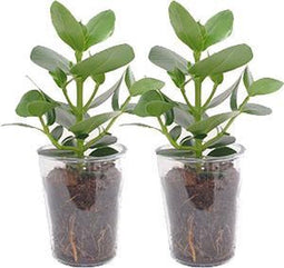 Clusia princes in vaasglas – ↨ 38cm – ⌀ 12cm
