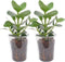Clusia princes in vaasglas – ↨ 38cm – ⌀ 12cm