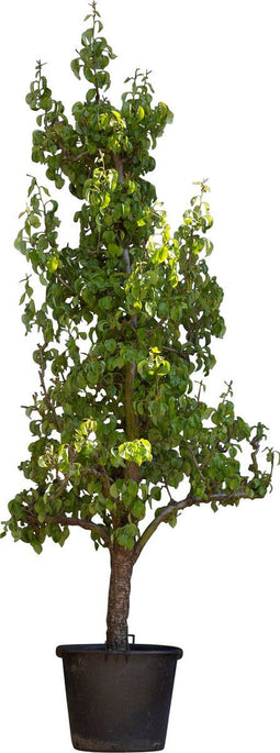 Oude perenboom Conference Pyrus c. Conference 225 cm