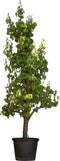 Oude perenboom Conference Pyrus c. Conference 225 cm
