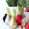 Plant in a Box - Amaryllis - Hippeastrum 'Glitter Red' - Bloembol - Rode bloemen