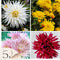 Plant in a Box - Dahlia Cactus - Dahlia bollen - 5 mix - Kleurrijke mix van verschillende opvallende dahlia bloemen - Zomerbloeier - Dahlia bollenmix
