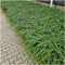 Plants by Frank | 60 Struikkamperfoelie planten | Lonicera nitida 'Maigrün' | Winterharde bodembedekker planten | tuinplanten | Winterharde vaste planten meerjarig | Winterharde tuinplanten