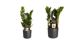 Combi 1 x Zamio Zenzi 1 x Zamio Culcas met Elho B.for soft antracite ↨ 40cm - 2 stuks - hoge kwaliteit planten