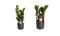 Combi 1 x Zamio Zenzi 1 x Zamio Culcas met Elho B.for soft antracite ↨ 40cm - 2 stuks - hoge kwaliteit planten