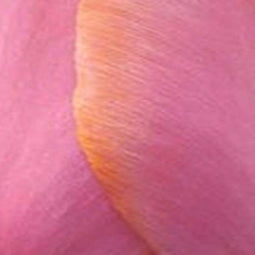 3 stuks - JUB - Tulipa Menton 8 bollen