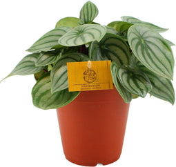 Goed & Groen - Peperomia argyreia - ↨ 25cm - Potmaat 12 - Exclusieve Kwaliteit Planten - Kamer Plant - Kamerplanten - Sfeer - Interieur