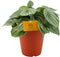 Goed & Groen - Peperomia argyreia - ↨ 25cm - Potmaat 12 - Exclusieve Kwaliteit Planten - Kamer Plant - Kamerplanten - Sfeer - Interieur