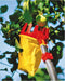 WOLF-Garten Multi-Star 71ACA008650 RG-M - Fruitplukker - Instelbare werkhoek 180° - Ø 13 cm