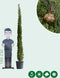 Italiaanse cipresboom Cupressus sempr. Pyramidalis h 225 cm