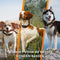 Weenect XT - GPS Tracker voor honden - Inclusief Stevige JK9 Halsband - Zwart