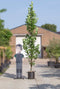 Zuil tulpenboom | Liriodendron tulipifera 'Fastigiatum' | Bomenbezorgd.nl