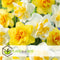 Plant in a Box - Narcissen Dubbel Mix - 40x Narcissenbollen - Vroegbloeiende winterharde bloembollen voor in de tuin