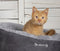 Scruffs Cosy - Kattenmand - Rond - Ø 45 cm - Grijs