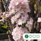 Japanse zuil sierkers - Prunus serr. ‘Amanogawa' 200 - 300 cm totaalhoogte (6 - 10 cm stamomtrek)
