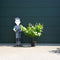 Witte druif op stam Vitis vinifera moscatel 62,5 cm