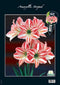 2 stuks Amaryllis, Gestreept (Steeketiket)