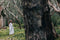 Lumière Crime Series - Picnic At Hanging Rock (DVD) - Natalie Dormer (2023)