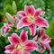Plant in a Box - Lilium orientalis 'Stargazer' - Set van 6 - Lelie - Bloemknollen - Nazomerbloeiers - Knol - Wit, Roze, Paars, Geel