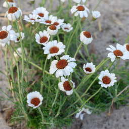 Rhodanthemum 'Casablanca' | 1 stuk | Rotsplant | plant voor rotstuin | alpine plant | 11x11 cm Kwekerspot | Wit