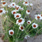 Rhodanthemum 'Casablanca' | 1 stuk | Rotsplant | plant voor rotstuin | alpine plant | 11x11 cm Kwekerspot | Wit