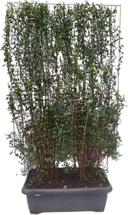 Hedge to Go - Philadelphus Avalanche Haag