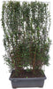 Hedge to Go - Philadelphus Avalanche Haag