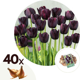 Plant in a Box - Tulipa Queen of the Night x40 - Zwarte tulp - Meerjarige winterharde bloembollen voor tuin, terras of balkon