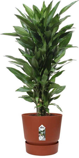 Dracaena Janet Lind in Elho® Greenville pot