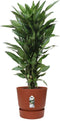 Dracaena Janet Lind in Elho® Greenville pot