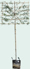 Lei treursierpeer 180 cm | Pyrus sal. Pendula 8-12 cm 180 cm| Bomenbezorgd.nl