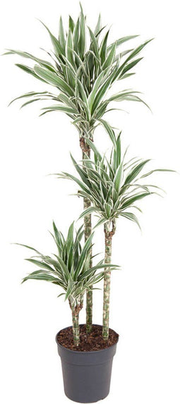 Goed & Groen - Dracaena White Stripe - Drakenboom - XL -↨ 150cm - Potmaat 24 - Exclusieve Kwaliteit Planten - Kamer Plant - Kamerplanten - Sfeer - Interieur