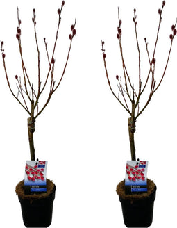Plant in a Box - Salix Mount Aso 'Red Cat' - Gracilistyla - Set van 2 - Boompjes - Tuinplant - Potmaat 12 cm - Hoogte 50-60 cm