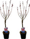 Plant in a Box - Salix Mount Aso 'Red Cat' - Gracilistyla - Set van 2 - Boompjes - Tuinplant - Potmaat 12 cm - Hoogte 50-60 cm