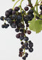 Plant in a Box - Vitis vinifera ‘Nero' - Druivenplant - ⌀21cm - Hoogte 60-75cm