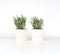 Plant in a Box - Eucalyptus parvifolia 'Oliva' - Set van 2 - Eucalyptusstruik - Tuinplant - Pot 15cm - Hoogte 35-45cm