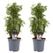Decorum Duo Polyscias Hawaiiana Ming vertakt