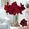 Plant in a Box - Amaryllis - Set van 2 - Hippeastrum - Bloembollen - Donkerrode bloemen