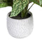 Decoratieve plant Groen PVC 52 x 44 x 44 cm