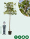Leilaurier 220 cm | Prunus l. Caucasica 8-12 cm 220 cm| Bomenbezorgd.nl